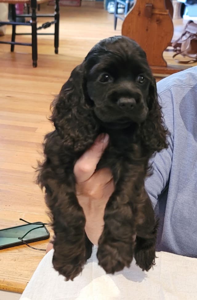 Cocker Spaniel Puppies media 5
