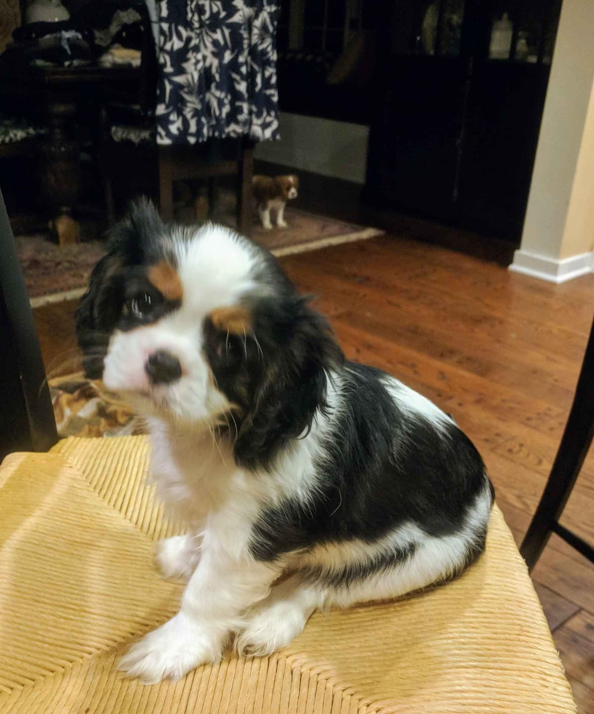 Cavalier King Charles Spaniel Puppies breeder image 1