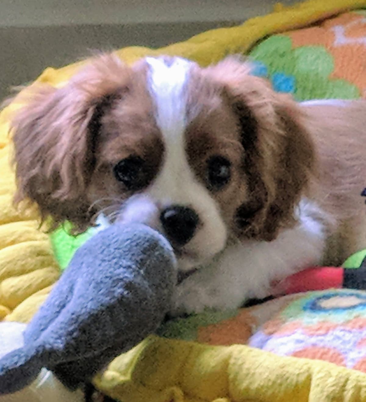 Cavalier King Charles Spaniel Puppies breeder image 2