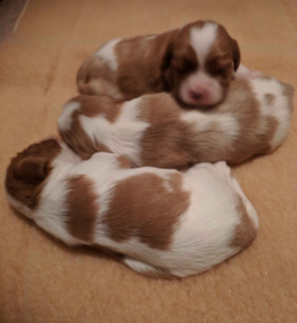 Cavalier King Charles Spaniel Puppies breeder image 3