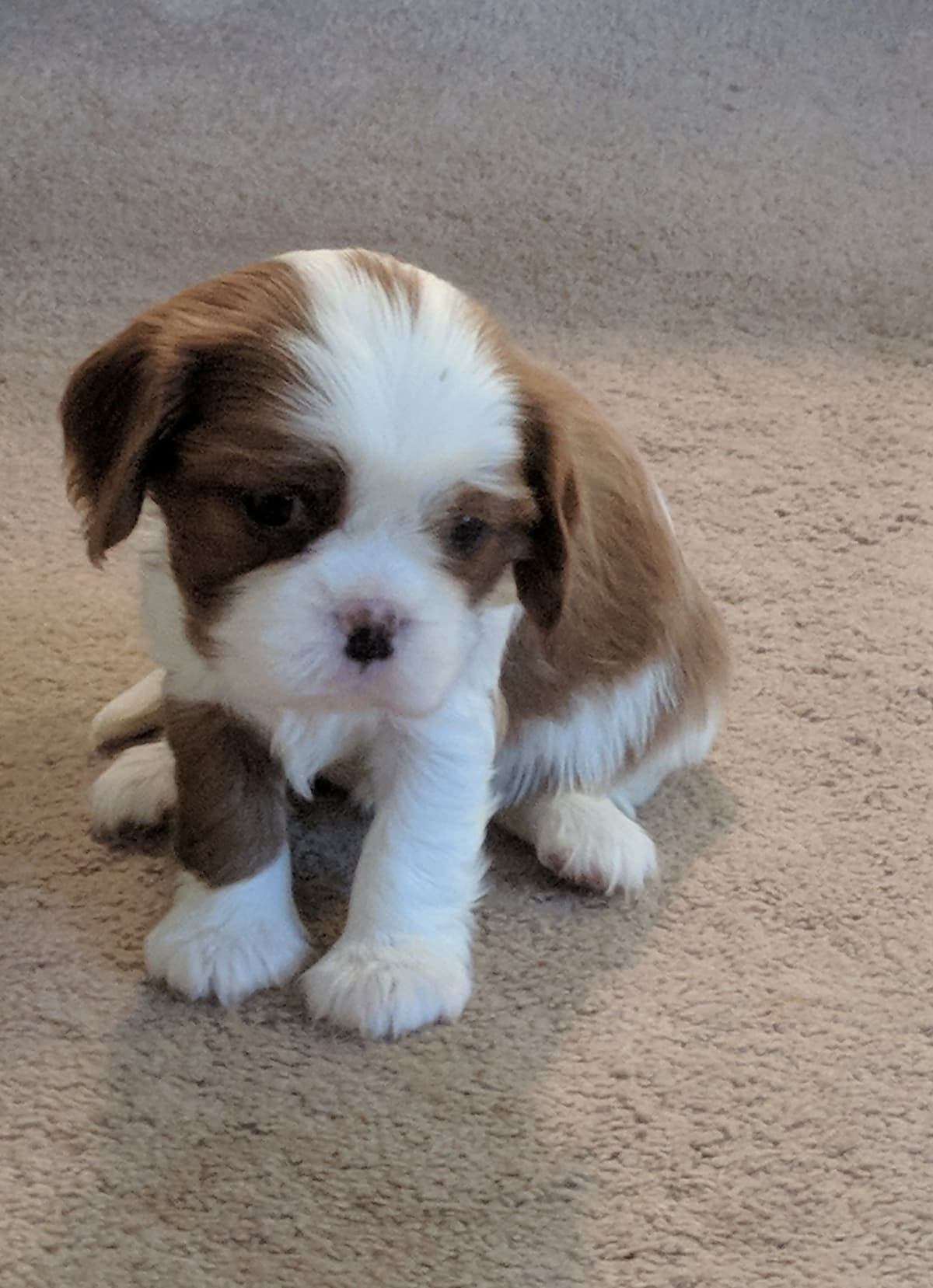 Cavalier King Charles Spaniel Puppies breeder image 4