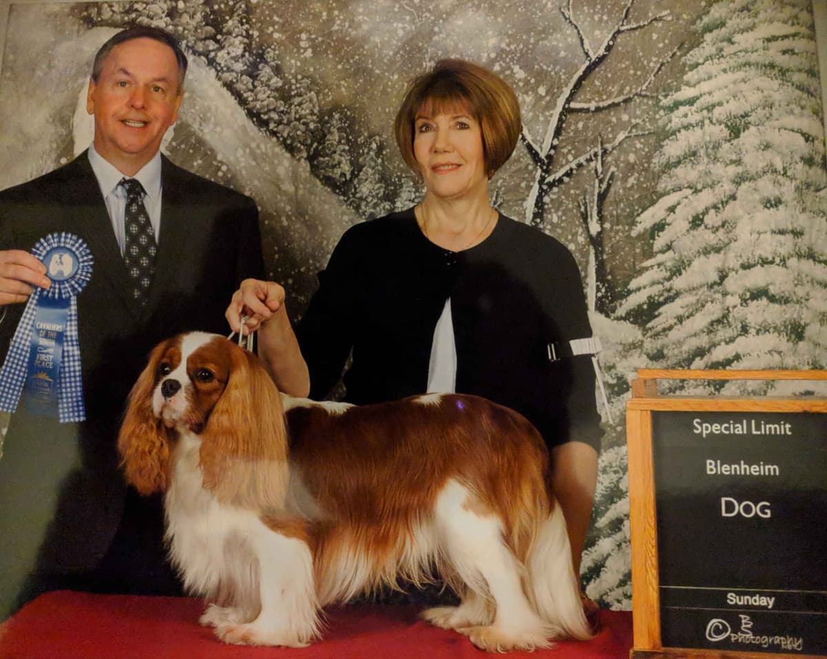 Cavalier King Charles Spaniel Puppies breeder image 5