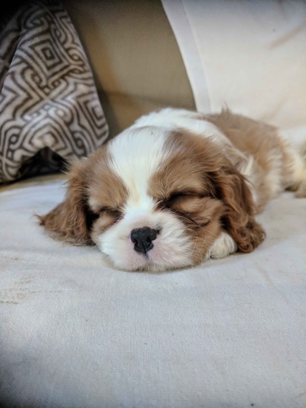 Cavalier King Charles Spaniel Puppies breeder image 7