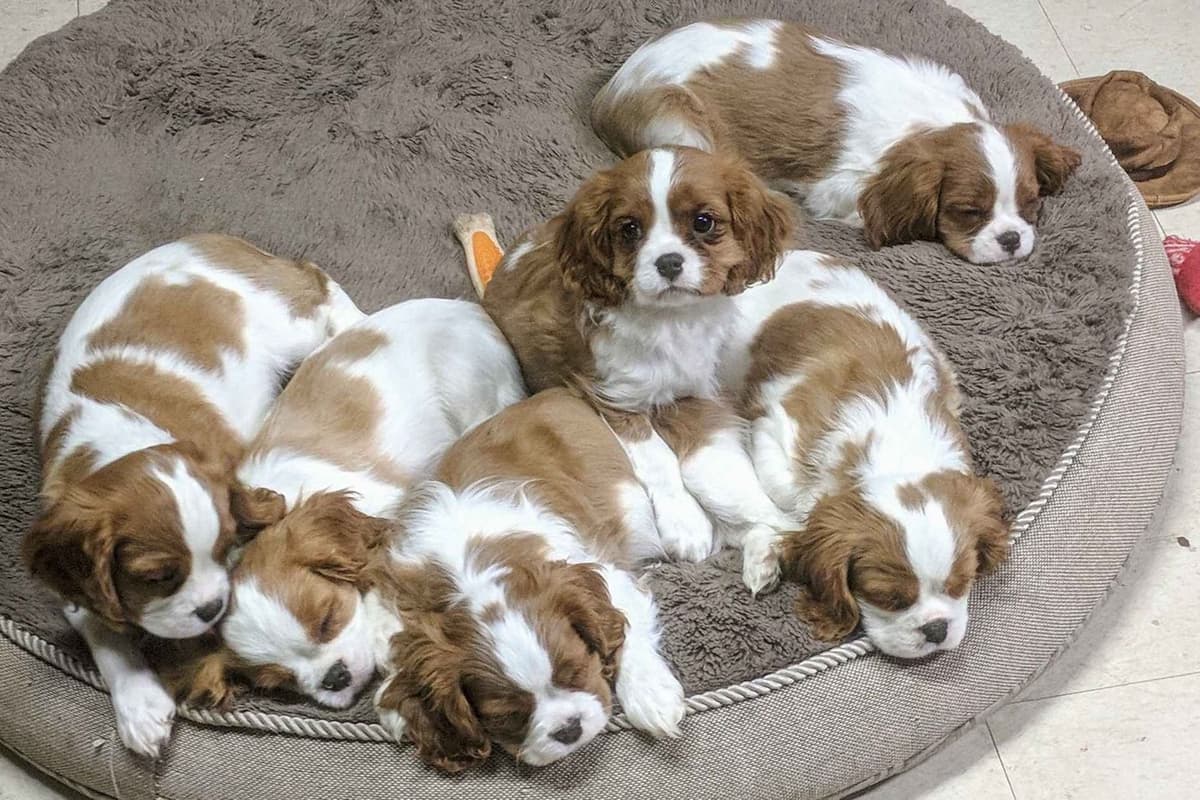 Cavalier King Charles Spaniel Puppies breeder image 8