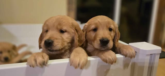 Golden Retriever Puppies media 2