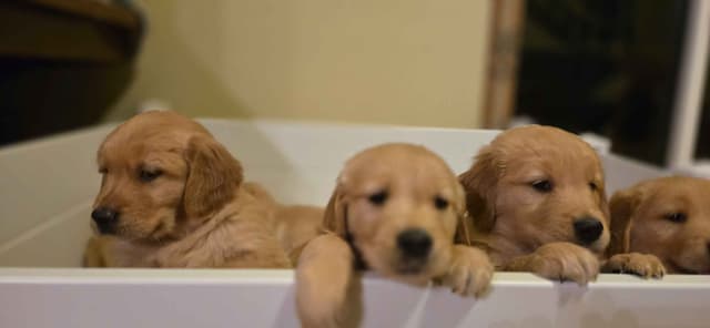 Golden Retriever Puppies media 3