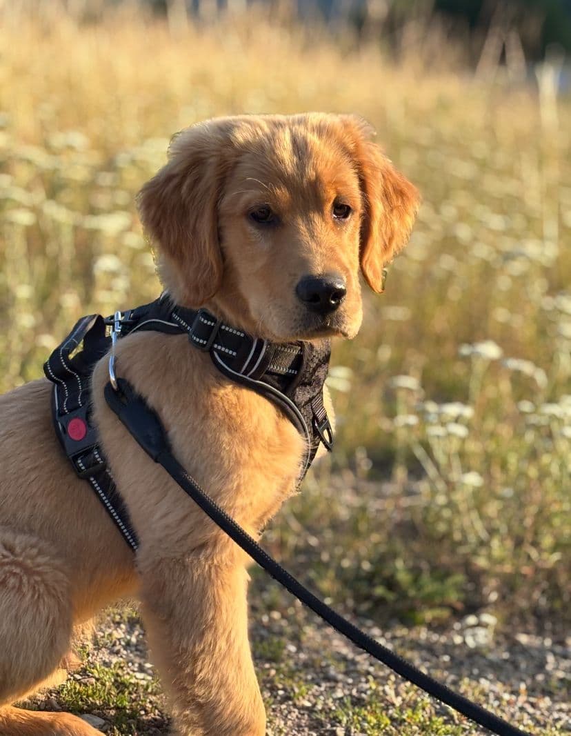 Golden Retriever Puppies breeder image 1