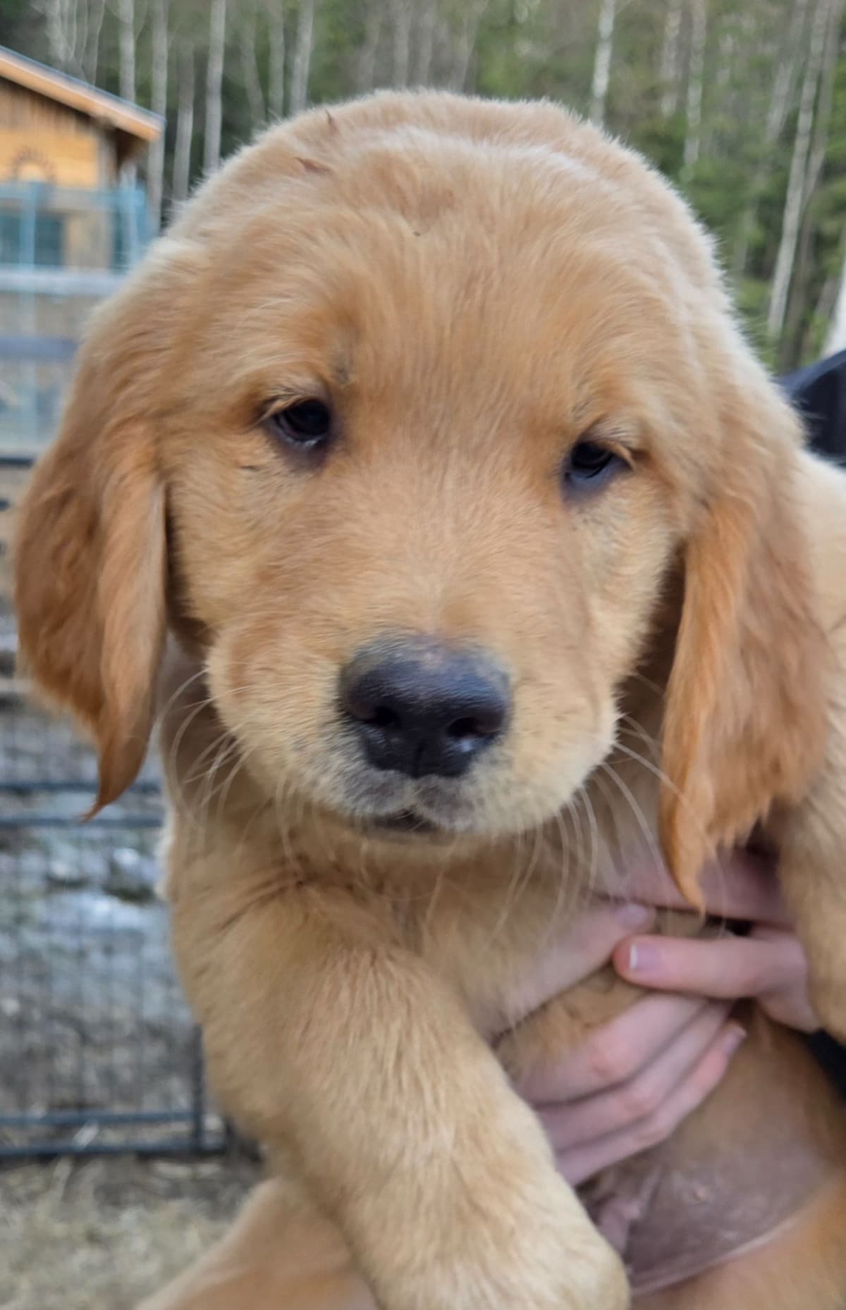 Golden Retriever Puppies breeder image 3