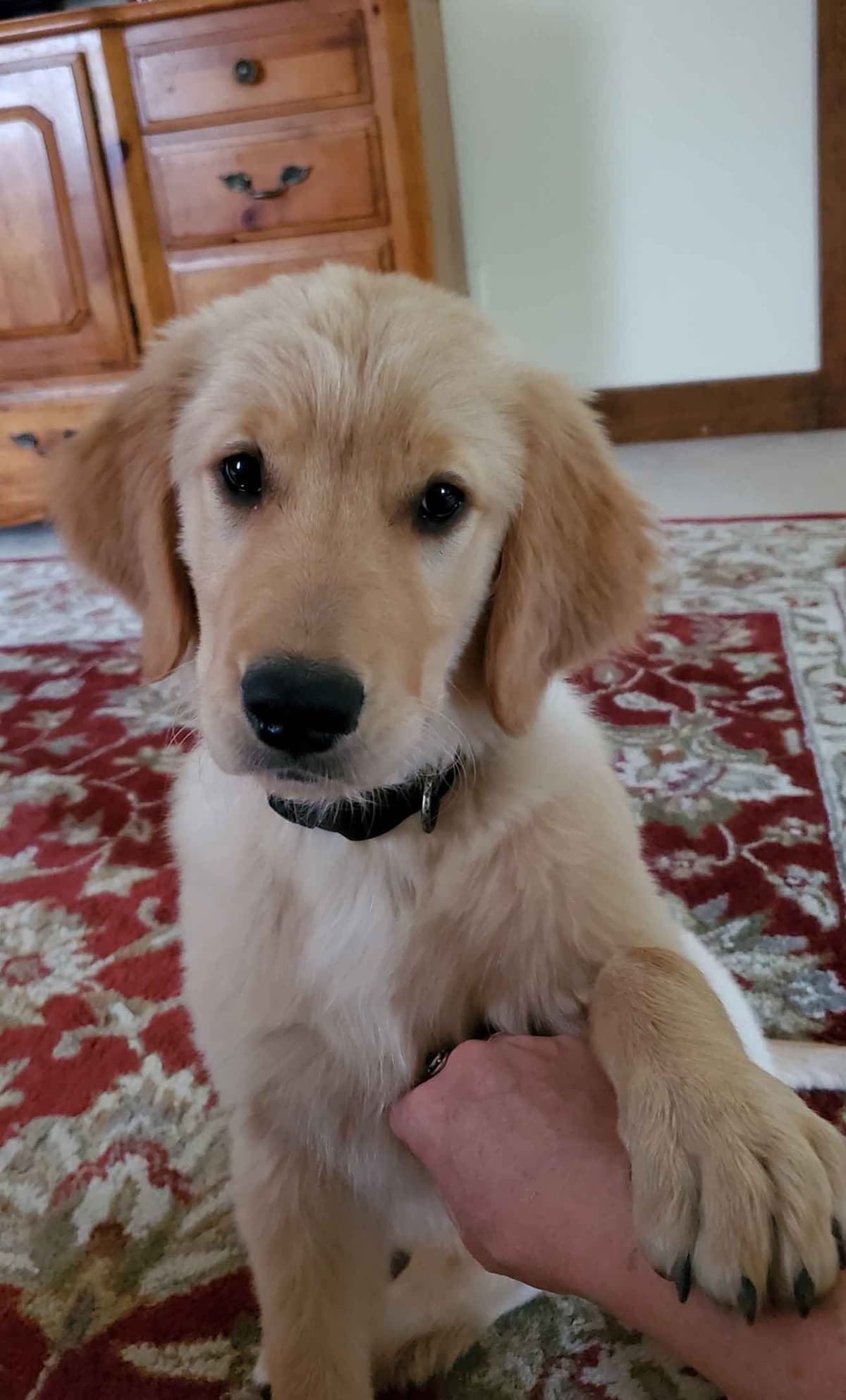 Golden Retriever Puppies breeder image 7