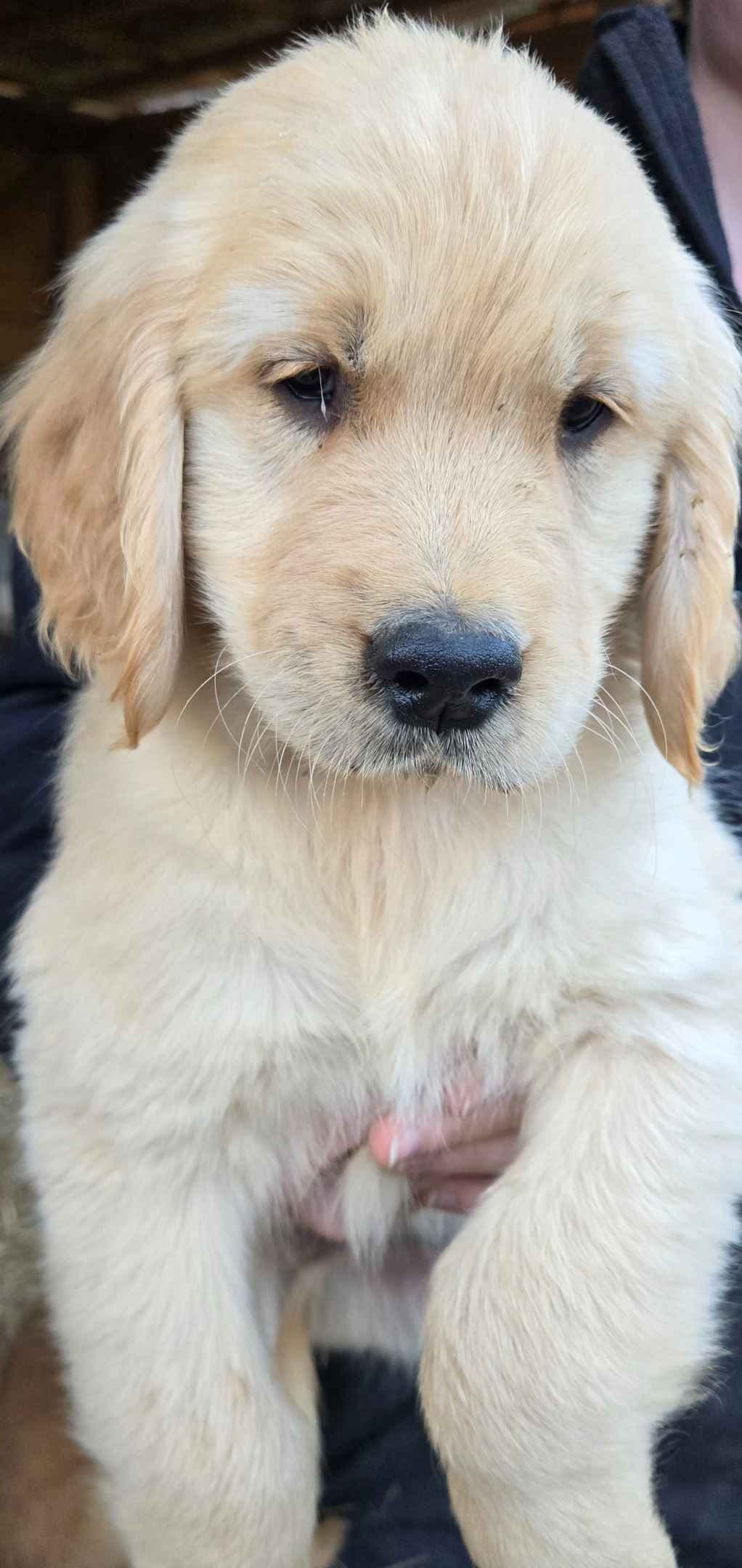 Golden Retriever Puppies breeder image 5