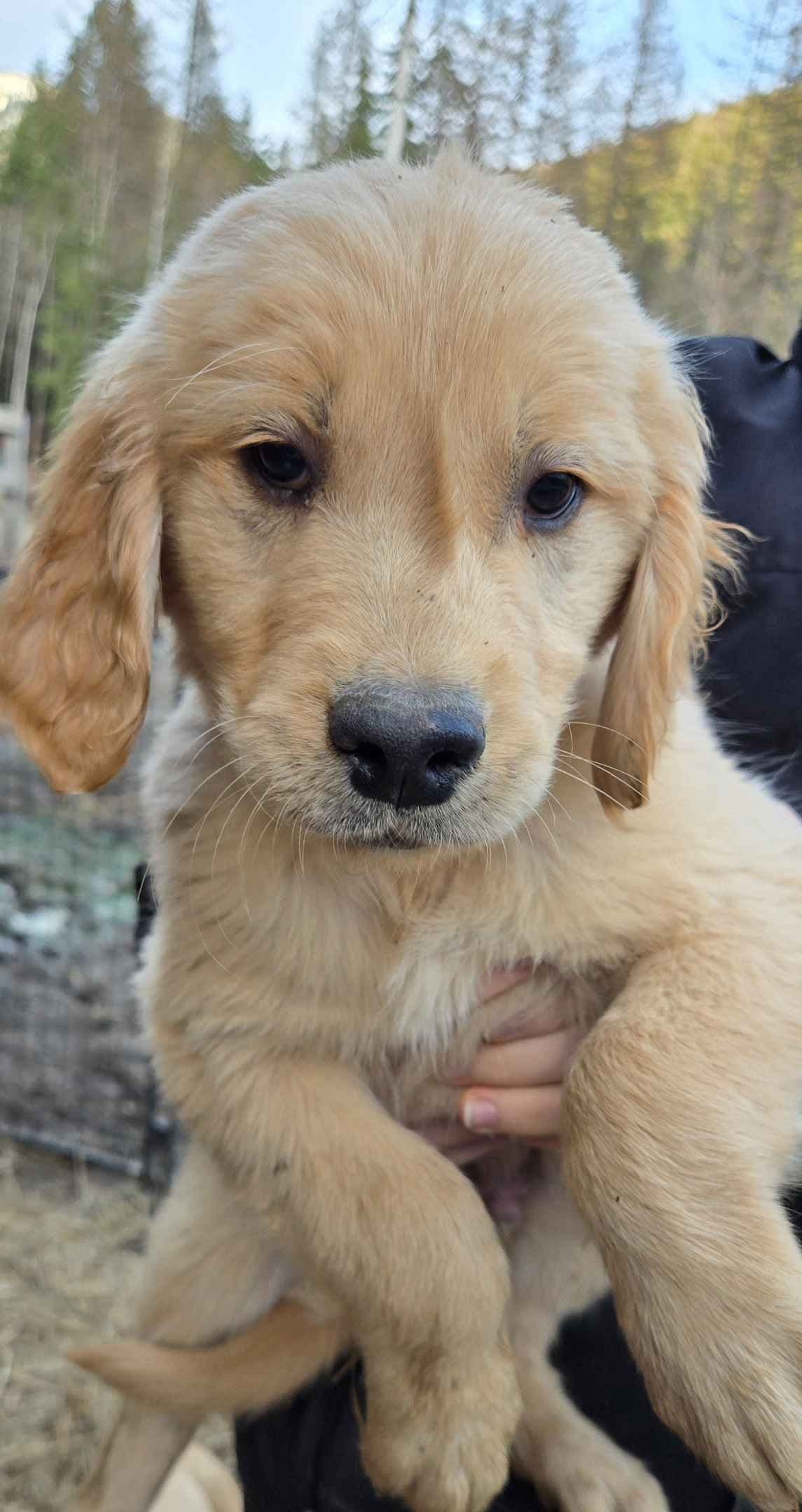 Golden Retriever Puppies breeder image 6