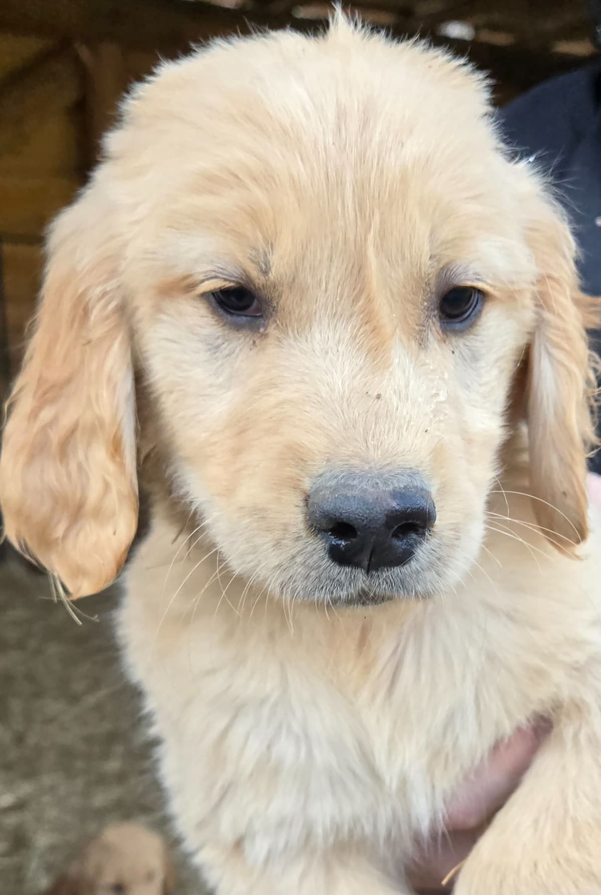 Golden Retriever Puppies breeder image 8