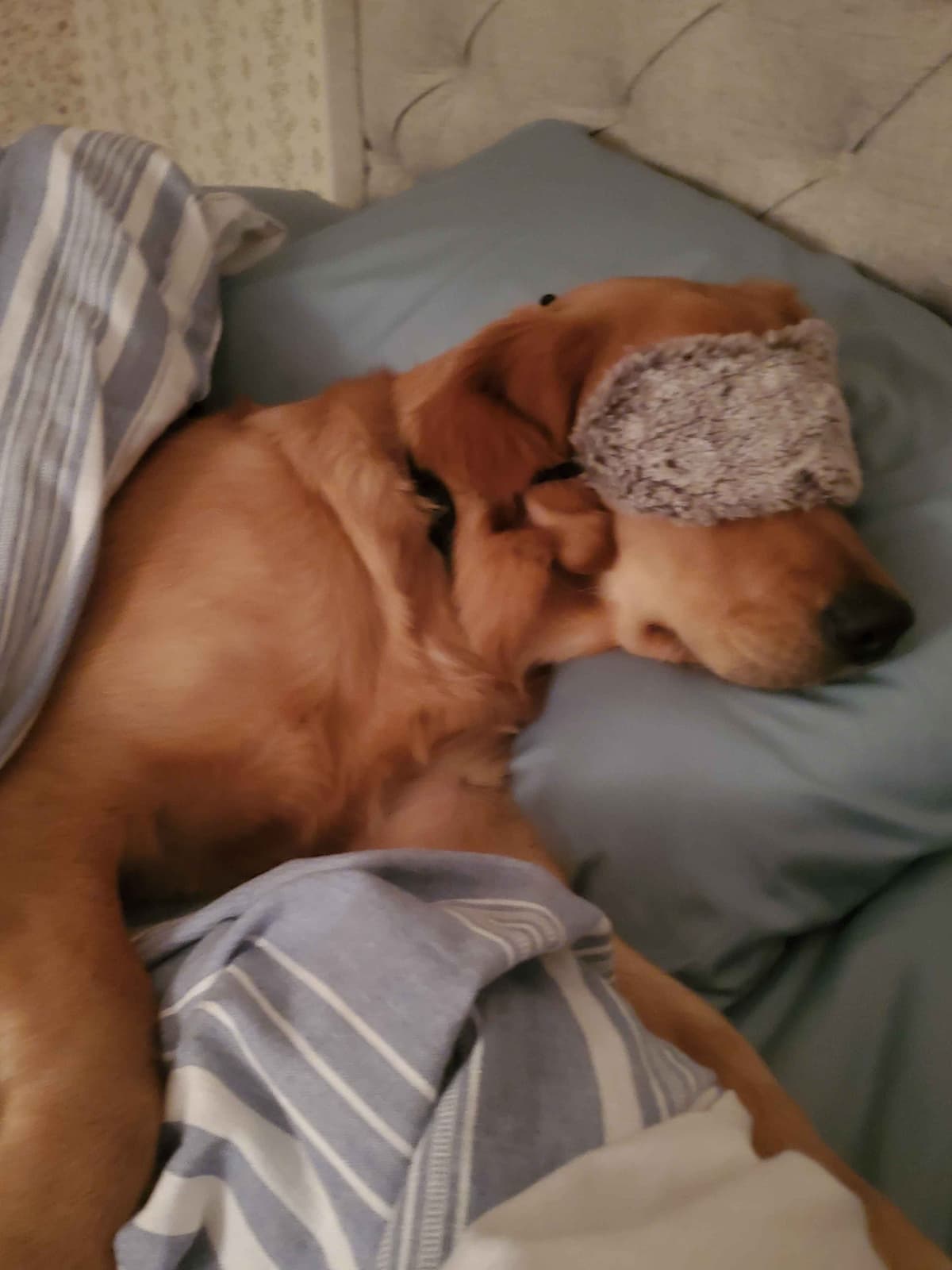 Golden Retriever Puppies breeder image 9
