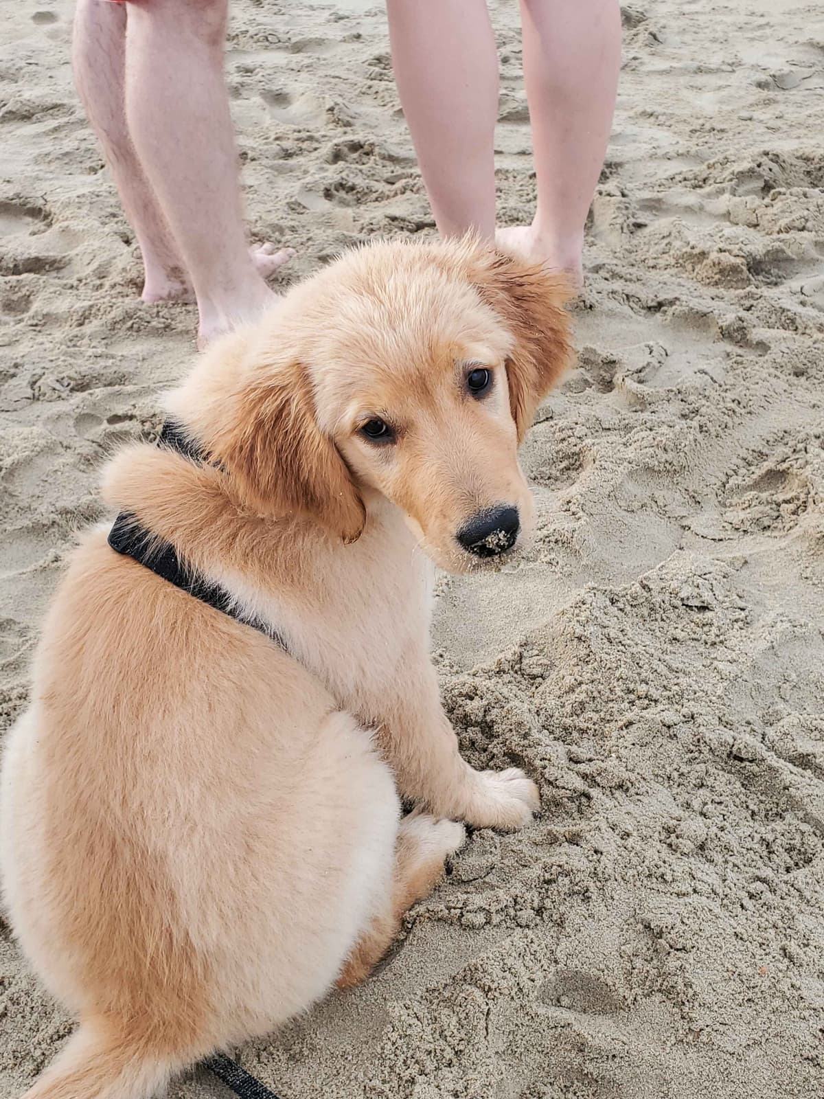 Golden Retriever Puppies breeder image 14