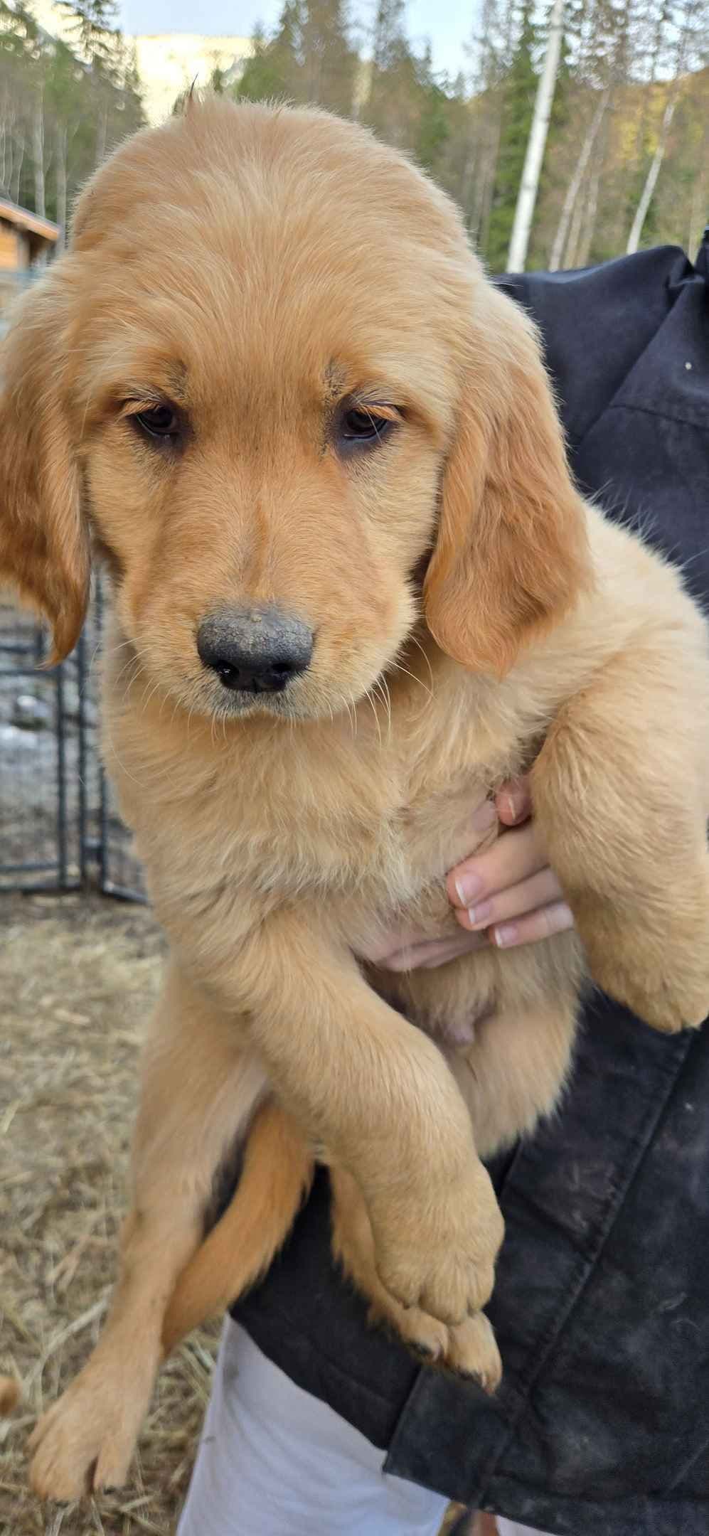 Golden Retriever Puppies breeder image 12