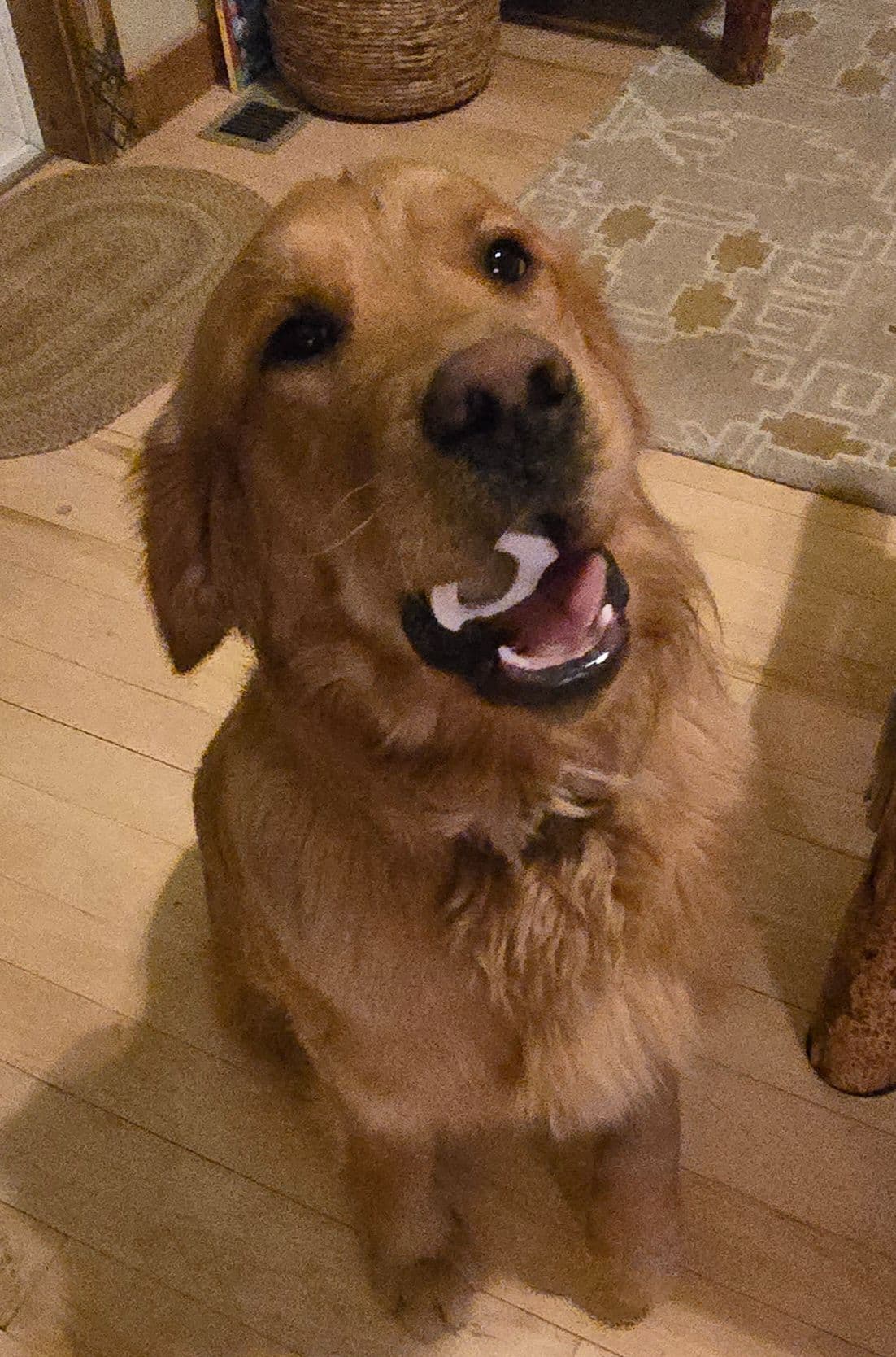 Golden Retriever Puppies breeder image 15