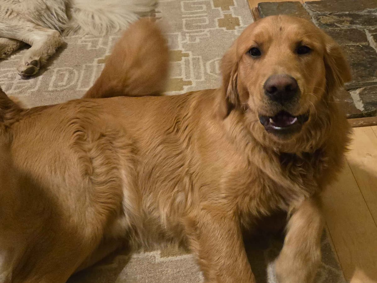 Golden Retriever Puppies breeder image 16