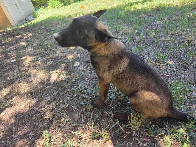 Belgian Malinois Puppies media 3