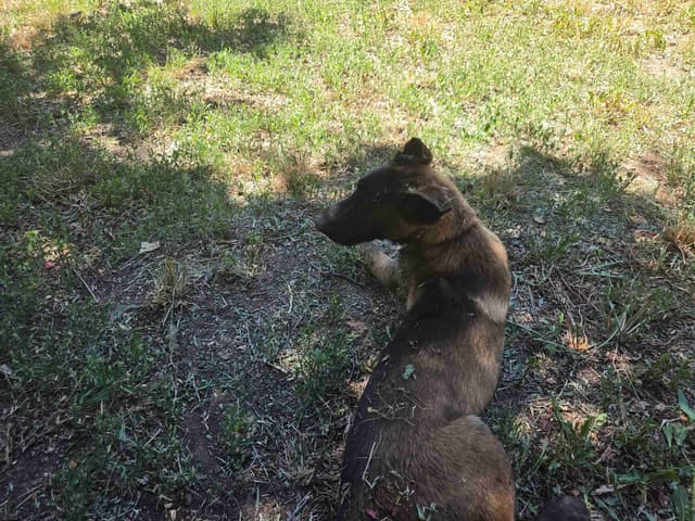 Belgian Malinois Puppies media 5