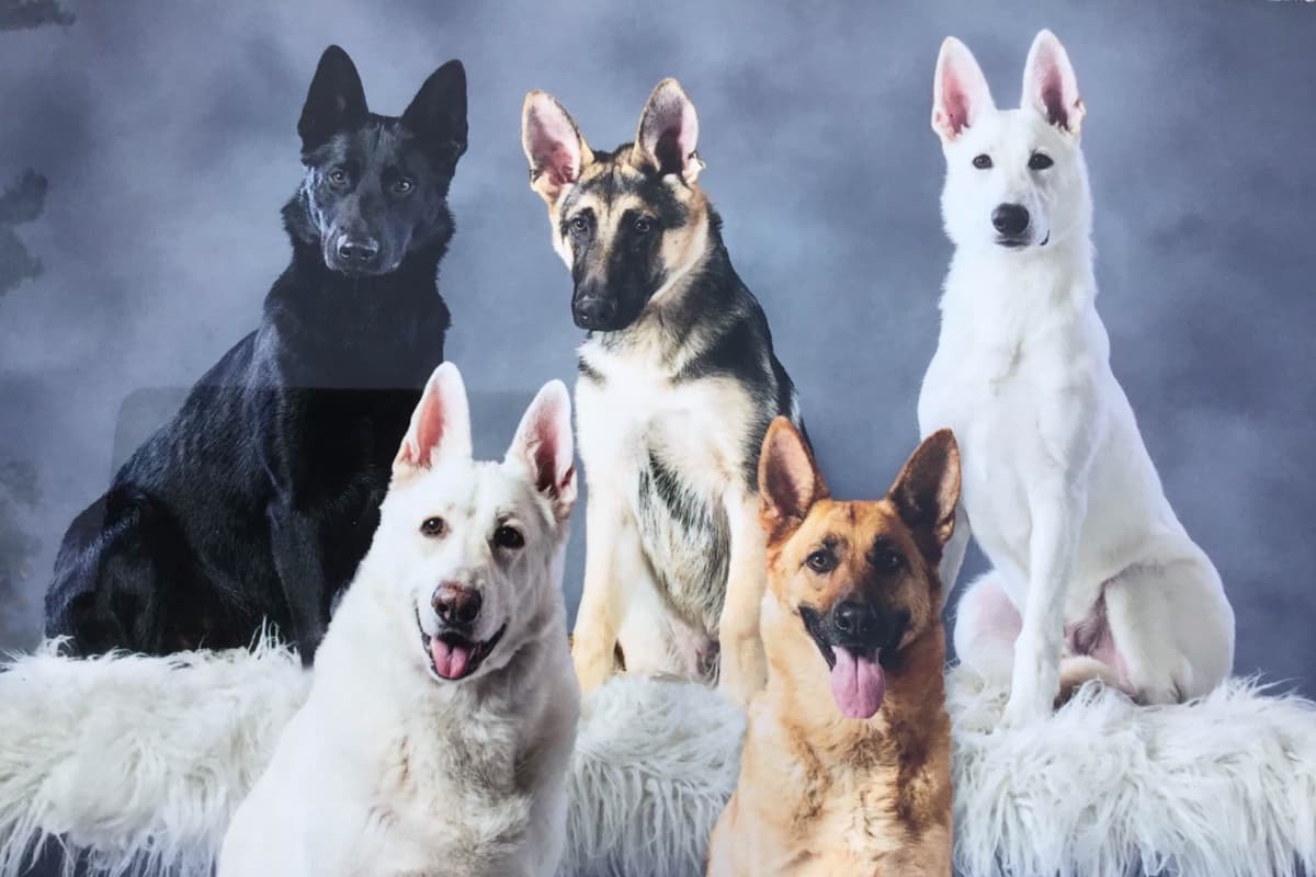 German Shepherd Dog Puppies breeder image 1
