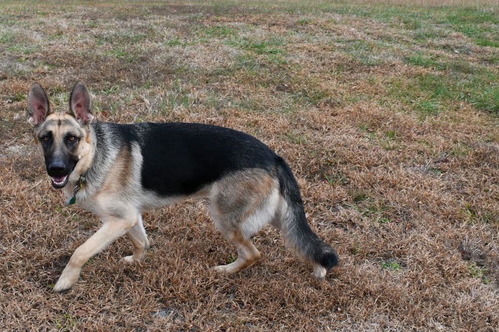 German Shepherd Dog Puppies breeder image 3