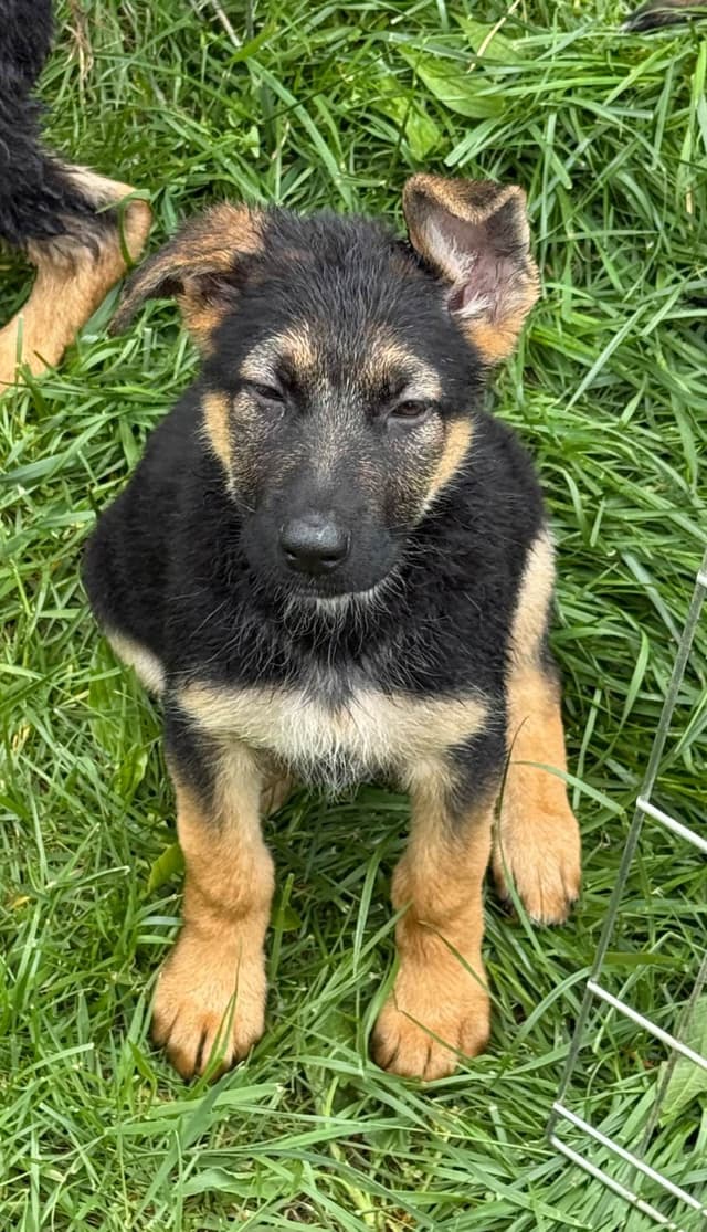 German Shepherd Dog Puppies media 2