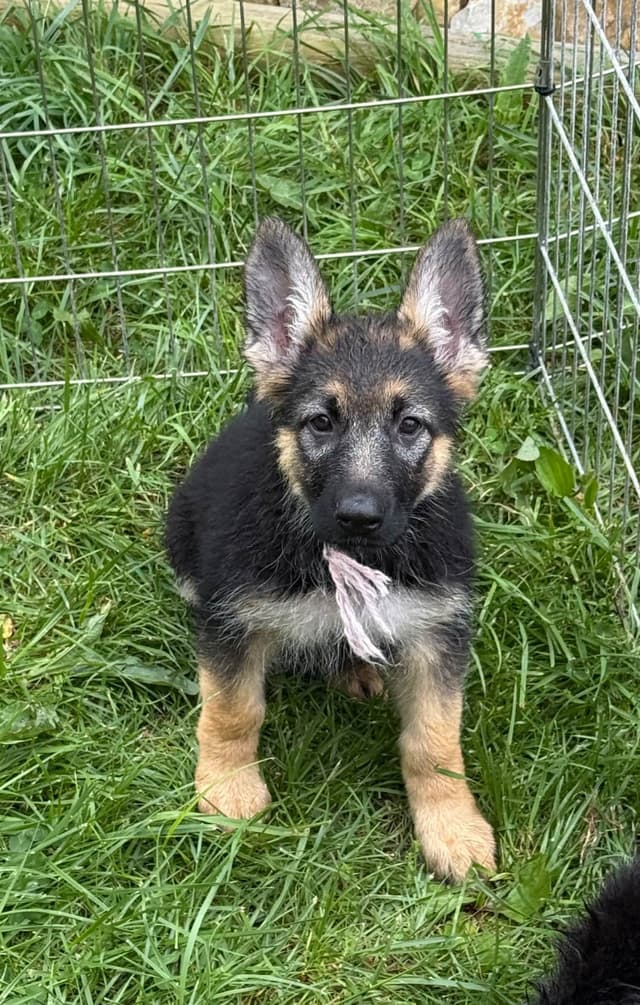 German Shepherd Dog Puppies media 3