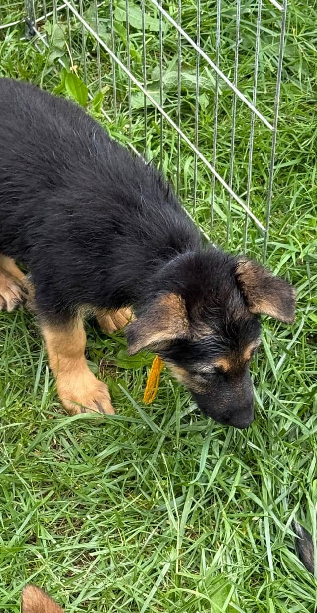 German Shepherd Dog Puppies media 4
