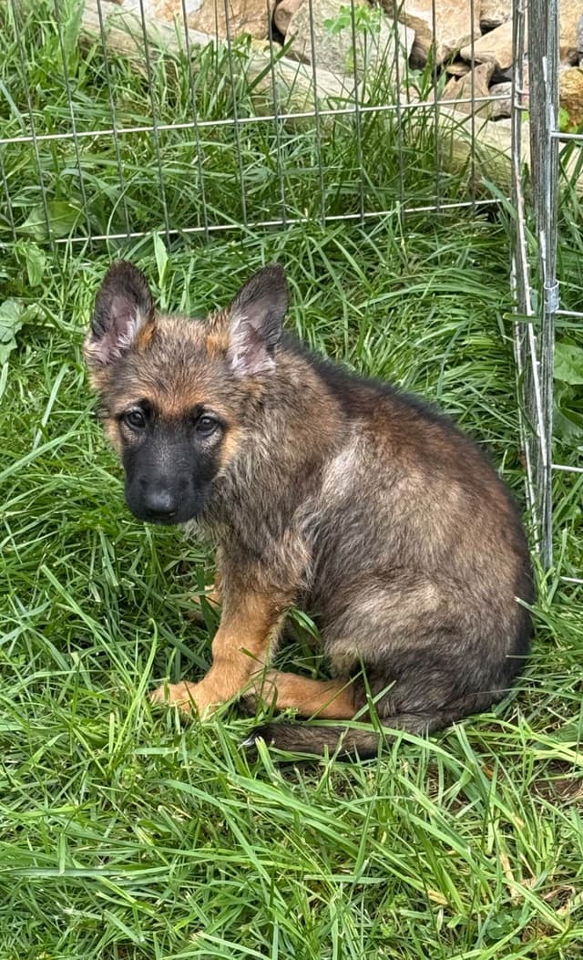 German Shepherd Dog Puppies media 5