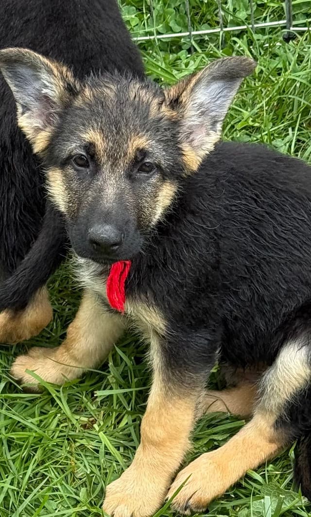 German Shepherd Dog Puppies media 6