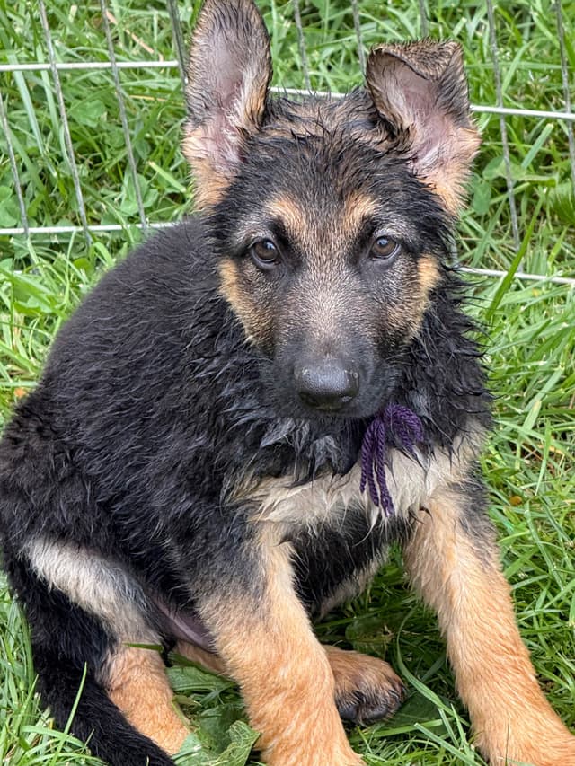 German Shepherd Dog Puppies media 8