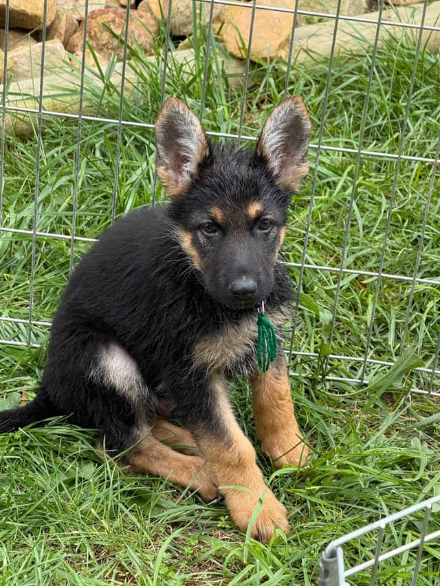 German Shepherd Dog Puppies media 9