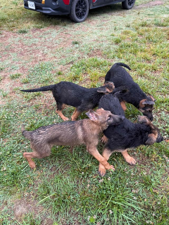 German Shepherd Dog Puppies media 10