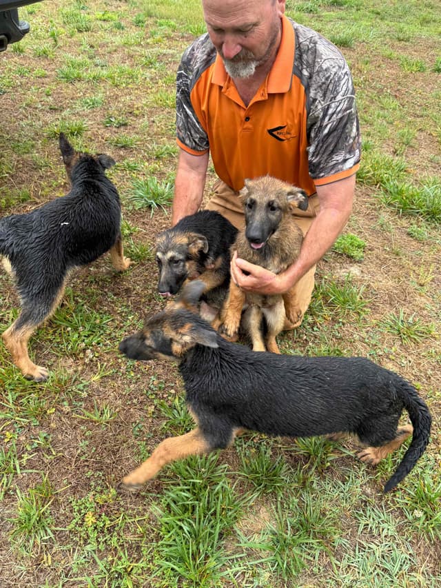 German Shepherd Dog Puppies media 11