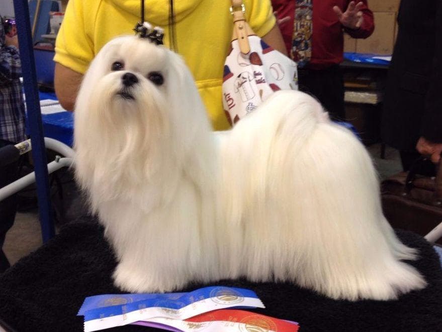 Maltese Puppies breeder image 14