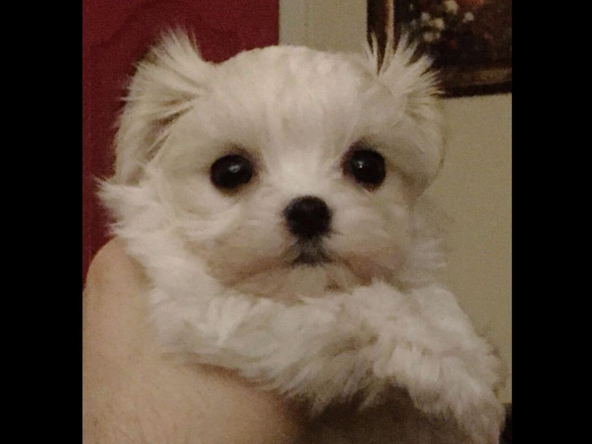 Maltese Puppies breeder image 15