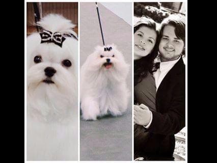 Maltese Puppies breeder image 12