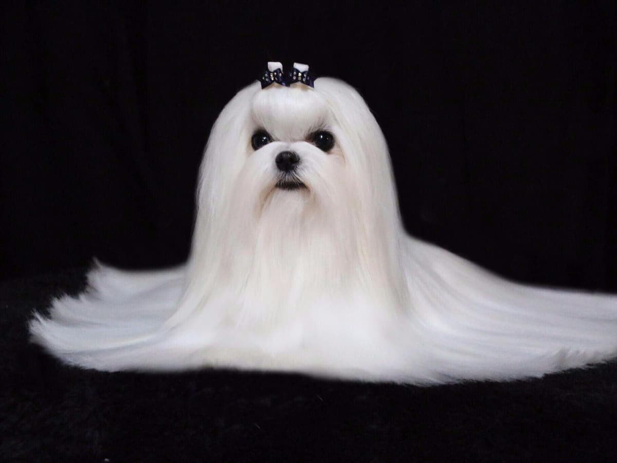 Maltese Puppies breeder image 1