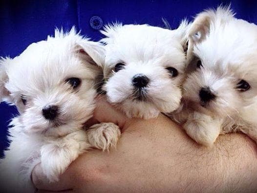 Maltese Puppies breeder image 11