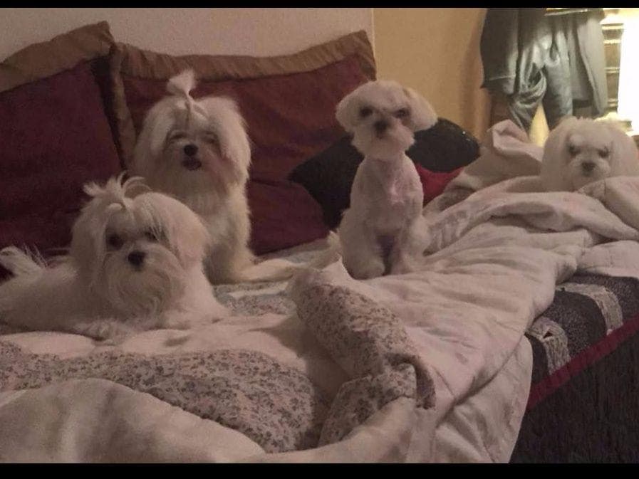 Maltese Puppies breeder image 13