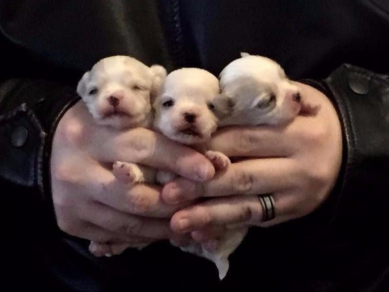 Maltese Puppies breeder image 16