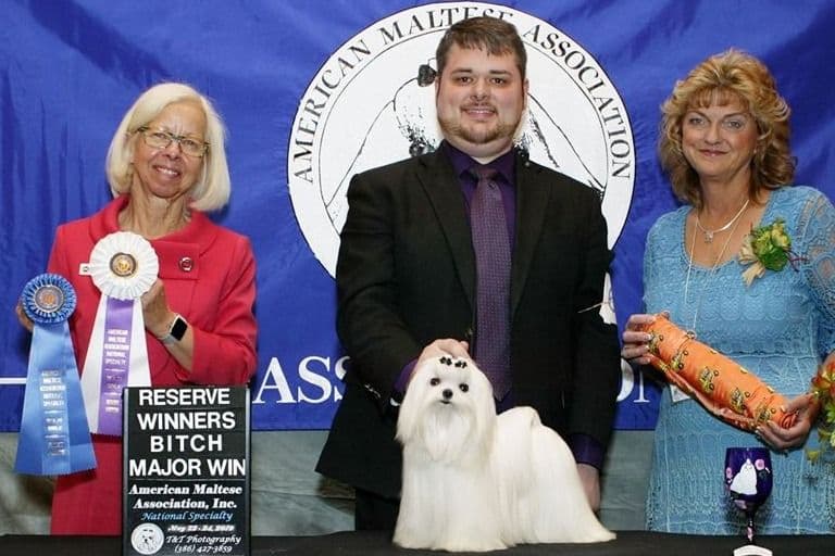 Maltese Puppies breeder image 3