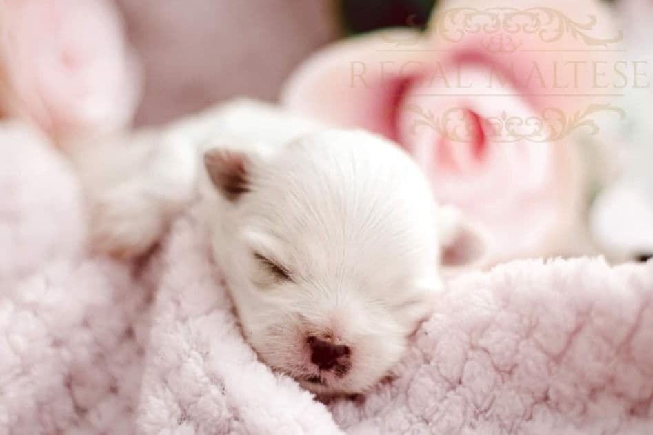 Maltese Puppies breeder image 4
