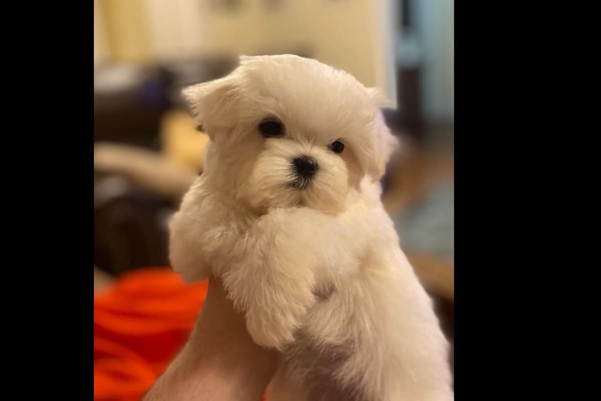 Maltese Puppies breeder image 7