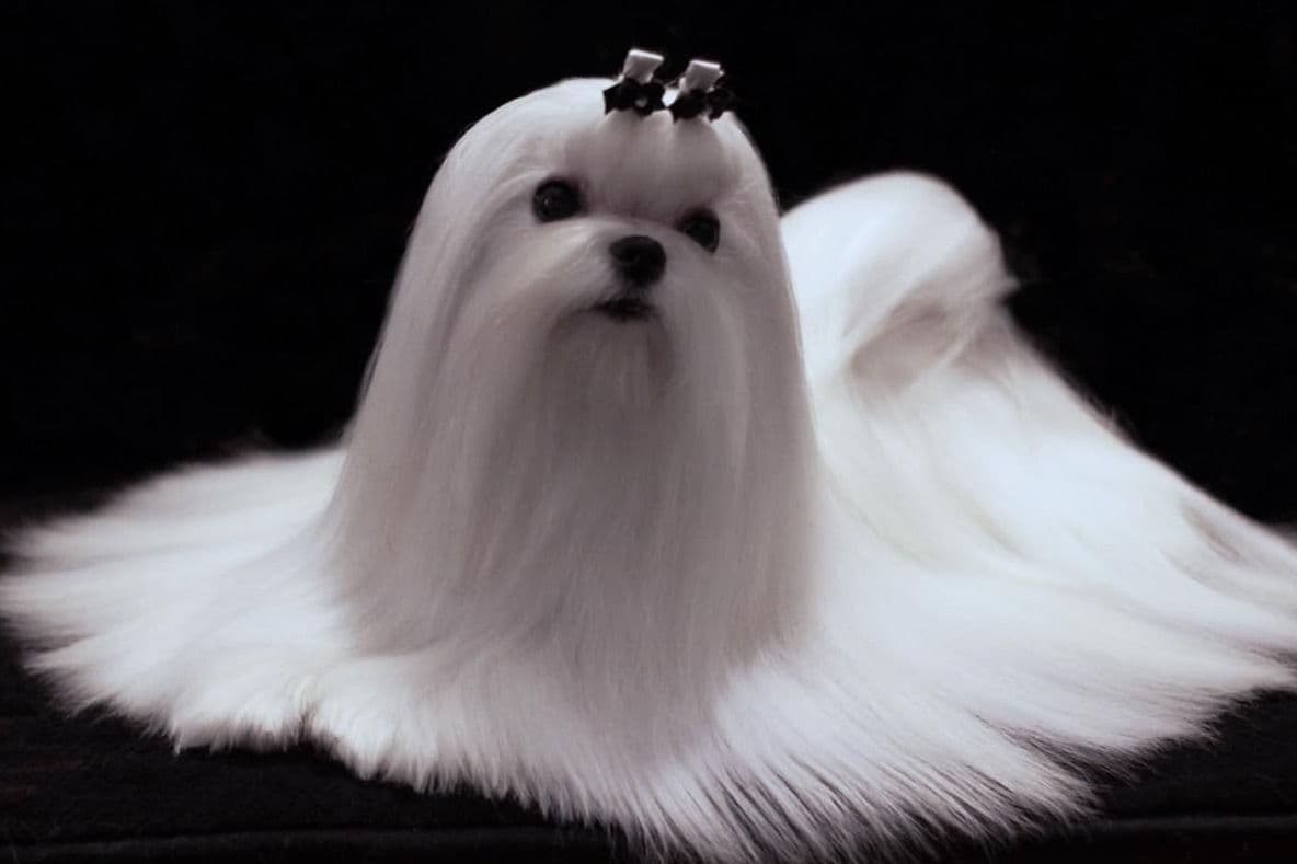 Maltese Puppies breeder image 8