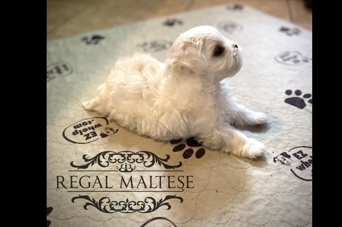 Maltese Puppies breeder image 6