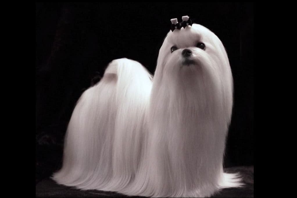 Maltese Puppies breeder image 10