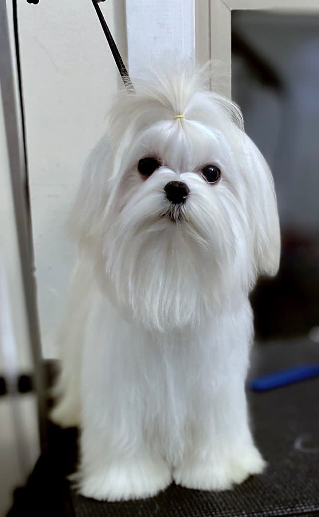 Maltese Puppies media 2