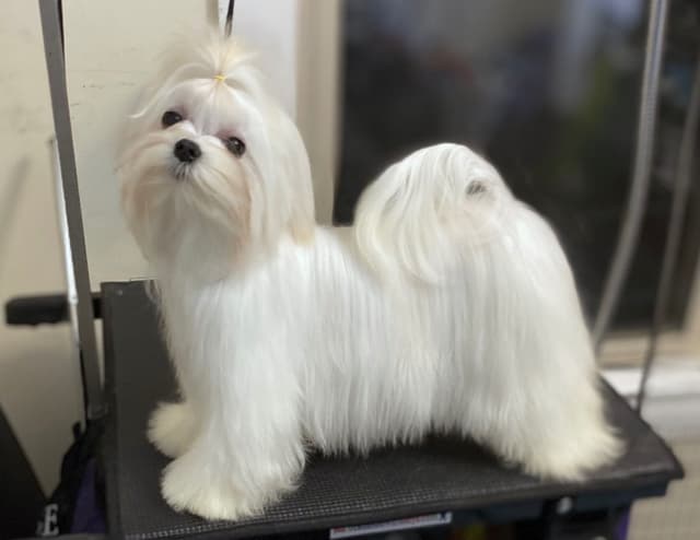 Maltese Puppies media 3