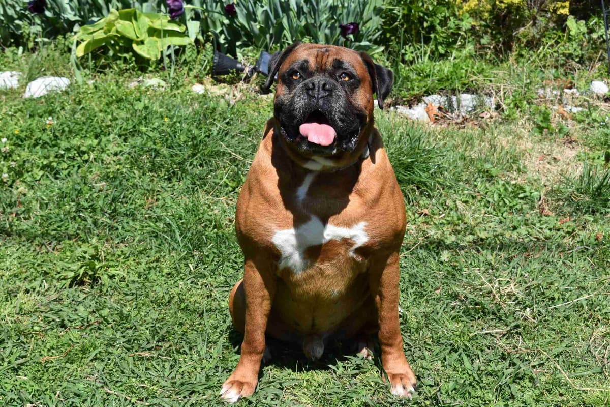 AKC Boxer Puppies breeder image 1